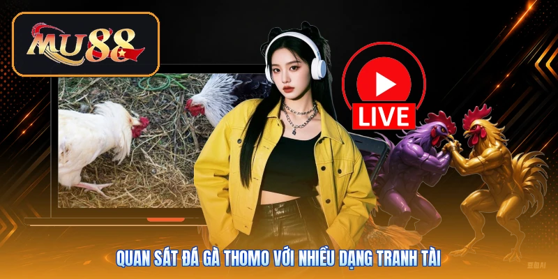 Quan sát đá gà Thomo với nhiều dạng tranh tài